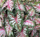 Plante D'intérieur Caladium 'Sweetheart' - Pot 12 Cm, Hauteur 25 Cm - Feuillage Rose Et Vert En Forme De Cœur - 5