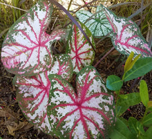 Load image into Gallery viewer, Caladium Tapestry
