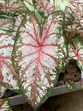 Load image into Gallery viewer, Caladium Tapestry
