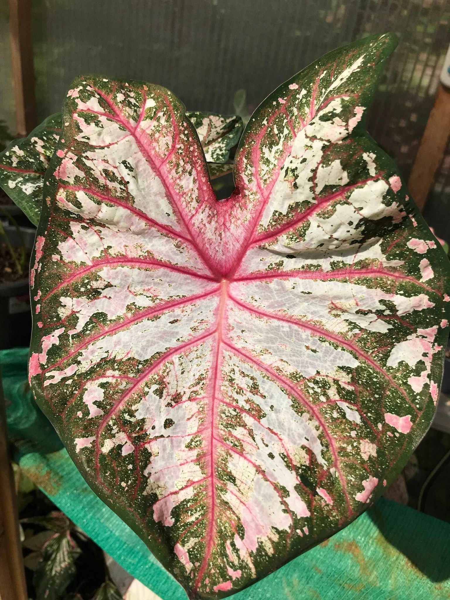 Plante D'intérieur Caladium 'Sweetheart' - Pot 12 Cm, Hauteur 25 Cm - Feuillage Rose Et Vert En Forme De Cœur - 10