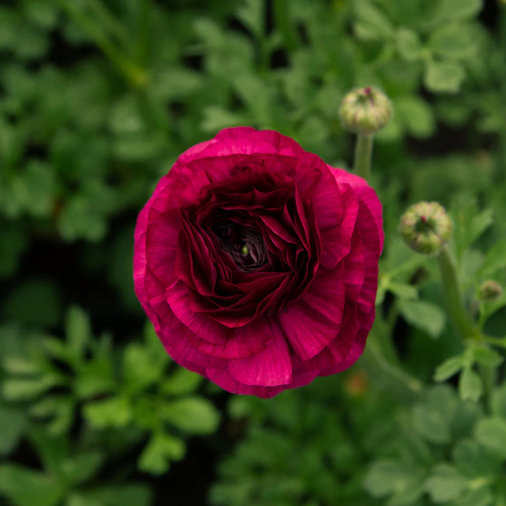Viola Ranunculus Flowers Ranunculus Elegance Viola | Buy flower bulbs from France
