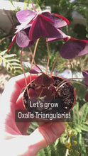 Load and play video in Gallery viewer, Oxalis Triangularis
