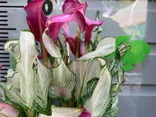 Load image into Gallery viewer, Calla Lily &quot;Frozen Queen&quot;
