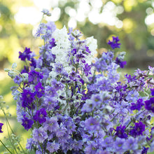 Load image into Gallery viewer, Larkspur (delphinium consolida) mix
