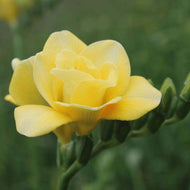 Freesia Grandeur® Double bulbs/corms - Terrace Garden France