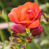 Freesia Mandarine® Double Red-orange bulbs/corms - Terrace Garden France