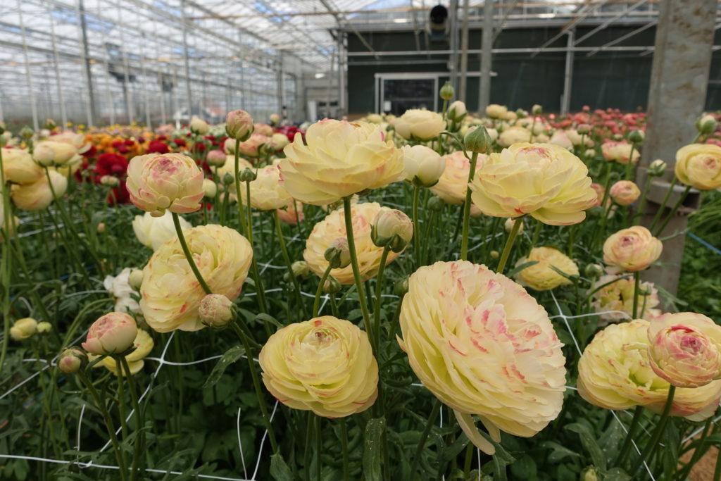 Variety Ranunculus Ranunculus Romance™