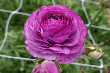 Load image into Gallery viewer, Ranunculus Romance Loubeyres
