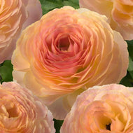 Ranunculus Romance Nimes - Terrace Garden France