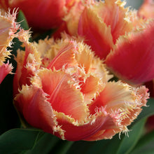 Load image into Gallery viewer, Tulip &quot;Brisbane&quot; bulbs
