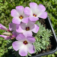 Oxalis Adenophylla - Terrace Garden France