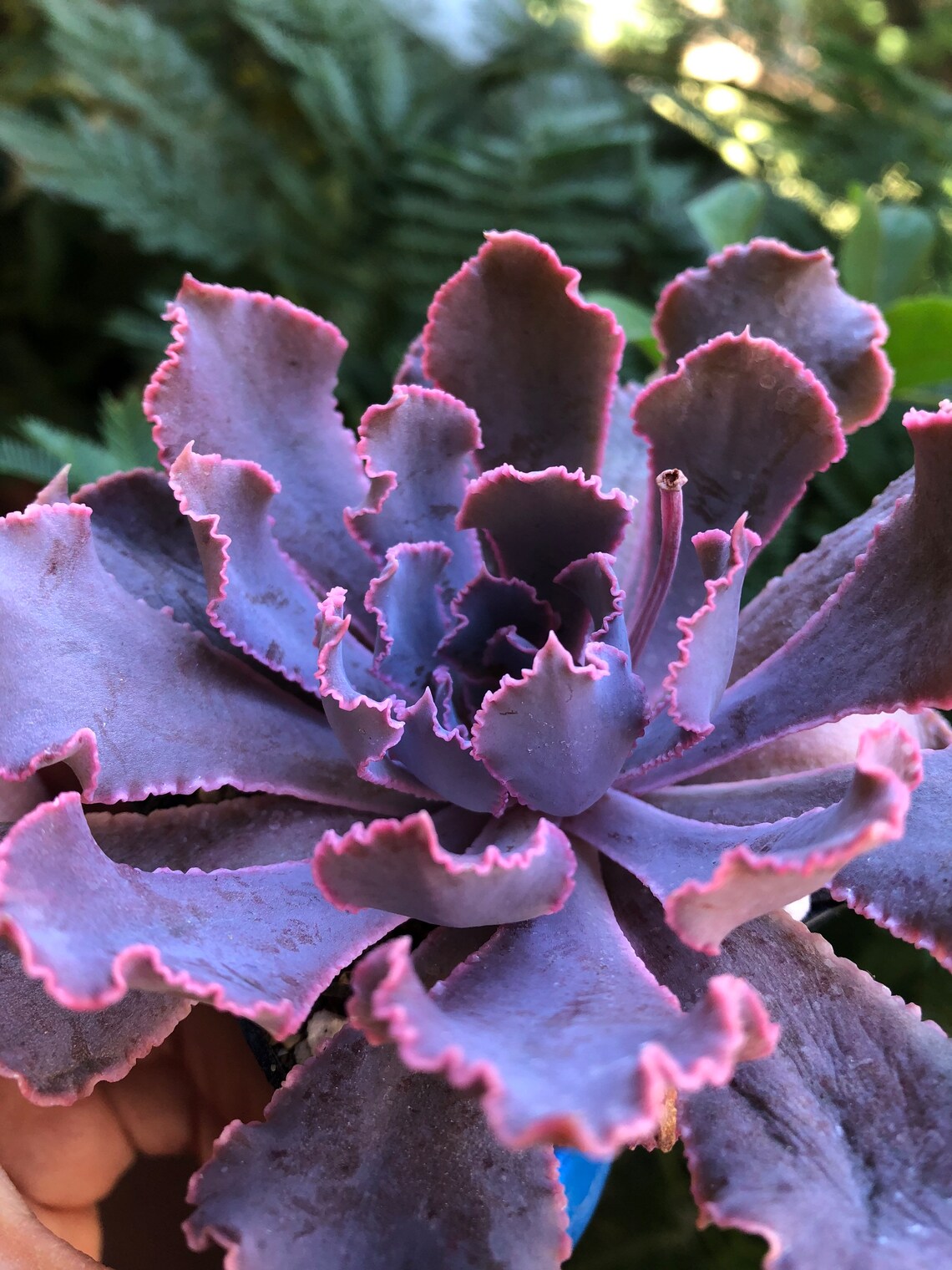 purple spiky succulent Echeveria Shaviana Madre del Sur