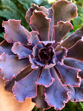 Load image into Gallery viewer, Echeveria Shaviana Madre del Sur - Terrace Garden France
