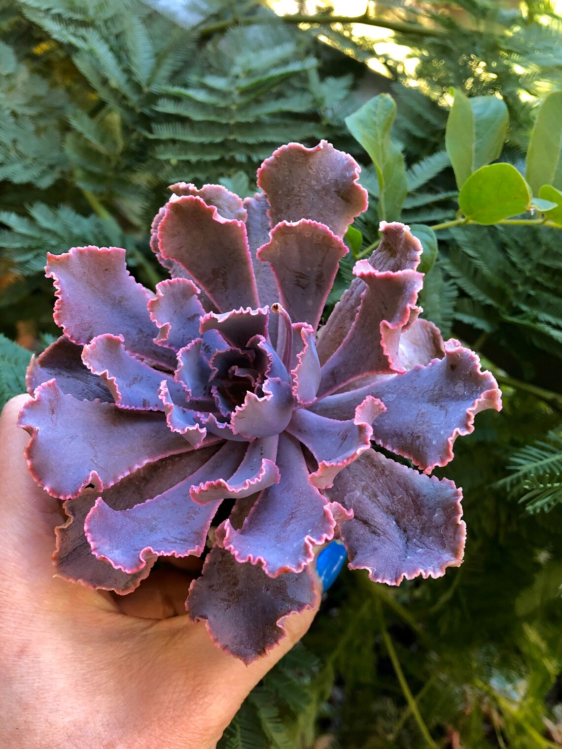 succulent with long purple flowers Echeveria Shaviana Madre del Sur