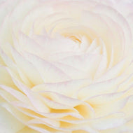 Ranunculus White - Terrace Garden France
