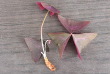 Load image into Gallery viewer, Oxalis Triangularis &quot;Amber&quot;
