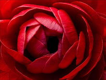 Load image into Gallery viewer, Ranunculus Red
