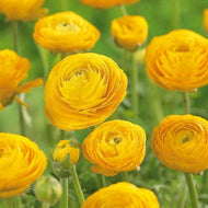 Yellow Ranunculus - Terrace Garden France