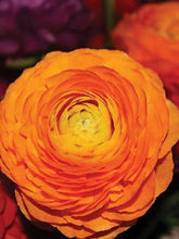 Charger l&#39;image dans la galerie, Ranunculus Orange - Terrace Garden France
