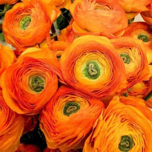 Charger l&#39;image dans la galerie, Ranunculus Orange - Terrace Garden France
