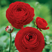 Load image into Gallery viewer, Ranunculus Red corms
