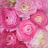 Ranunculus Tomer Pink - Terrace Garden France