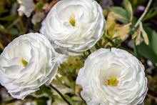 Load image into Gallery viewer, Ranunculus Tomer White
