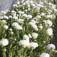 Load image into Gallery viewer, Ranunculus White
