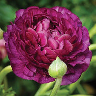 Ranunculus Purple - Terrace Garden France