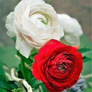 Ranunculus 