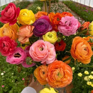 Ranunculus Mix - Terrace Garden France