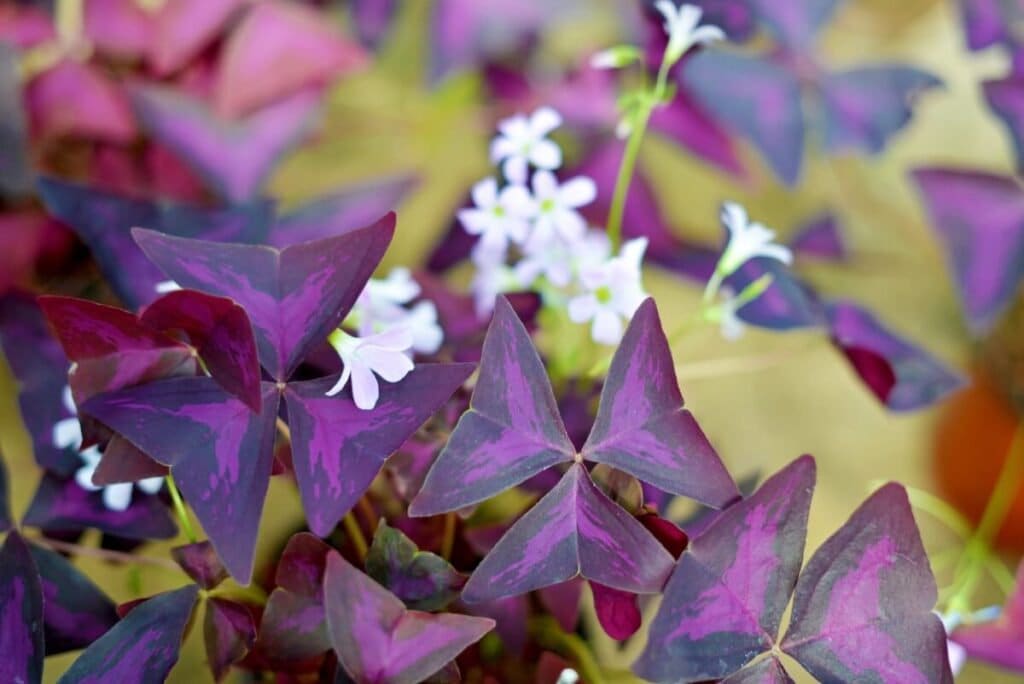Ampoules Oxalis Triangularis/Shamrock Violet - Facile à entretenir -  Ampoules de plantes en pot mignonnes (5) : : Jardin