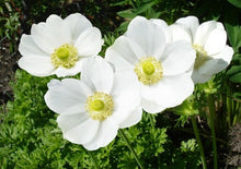 Load image into Gallery viewer, Anemone &quot;The Bride&quot; Coronaria bulbs
