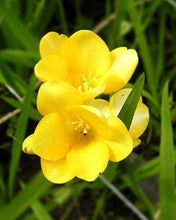 Load image into Gallery viewer, Freesia Double Yellow bulbs/corms
