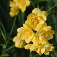 Freesia Double Yellow bulbs/corms - Terrace Garden France