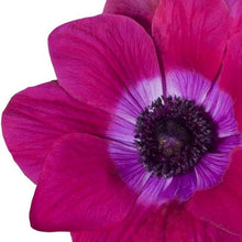 Load image into Gallery viewer, Anemone &quot;Magenta&quot; Mistral coronaria
