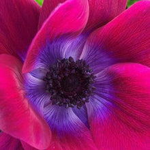 Load image into Gallery viewer, Anemone &quot;Magenta&quot; Mistral coronaria
