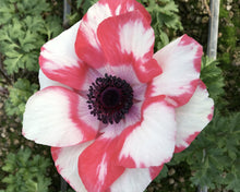 Load image into Gallery viewer, Anemone &#39;Tigre&#39; Mistral® Coronaria bulbs
