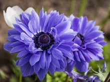 Load image into Gallery viewer, Anemone &quot;Lord Lieutenant&quot; Coronaria bulbs
