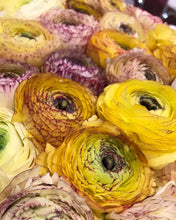 Load image into Gallery viewer, Ranunculus Asiaticus Elegance® &#39;Giallo Striato&#39;
