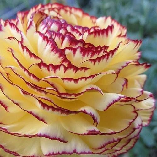 Ranunculus Asiaticus Elegance® 'Giallo Striato' - Terrace Garden France