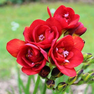 Freesia Double Red bulbs/corms - Terrace Garden France
