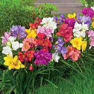 Freesia Single Mix - Terrace Garden France