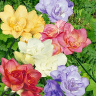 Freesia Double Mixed bulbs/corms - Terrace Garden France