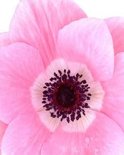 Load image into Gallery viewer, Anemone coronaria Mistral® Rosa Chiaro
