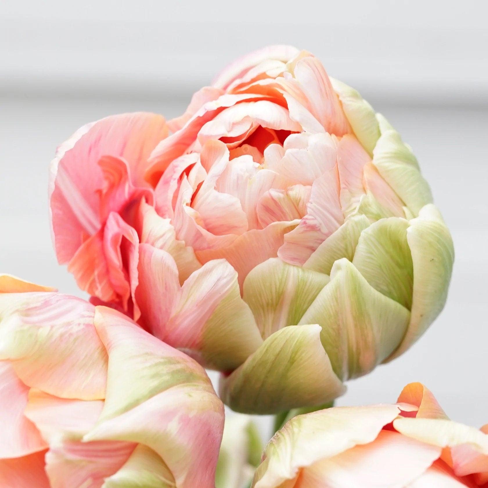 Tulip Renown Unique bulbs | Very rare new Double Late Peony Tulips ...