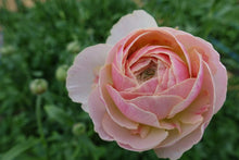 Load image into Gallery viewer, Ranunculus Romance &quot;Maritime&quot;
