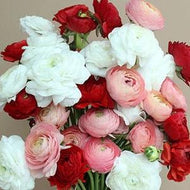 Ranunculus Valentine Mix - Terrace Garden France
