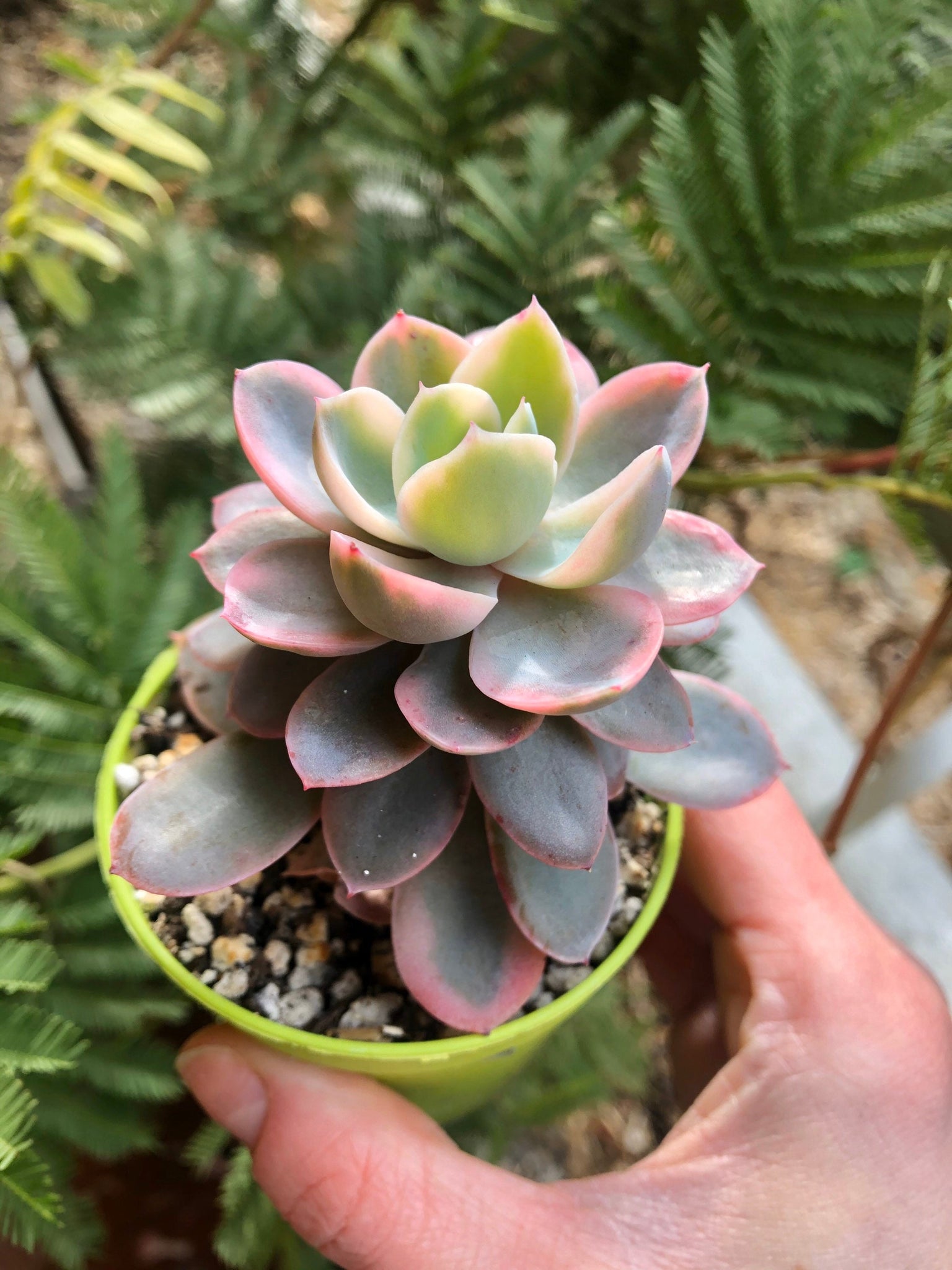 variegated succulent Echeveria Pink Vera Variegata