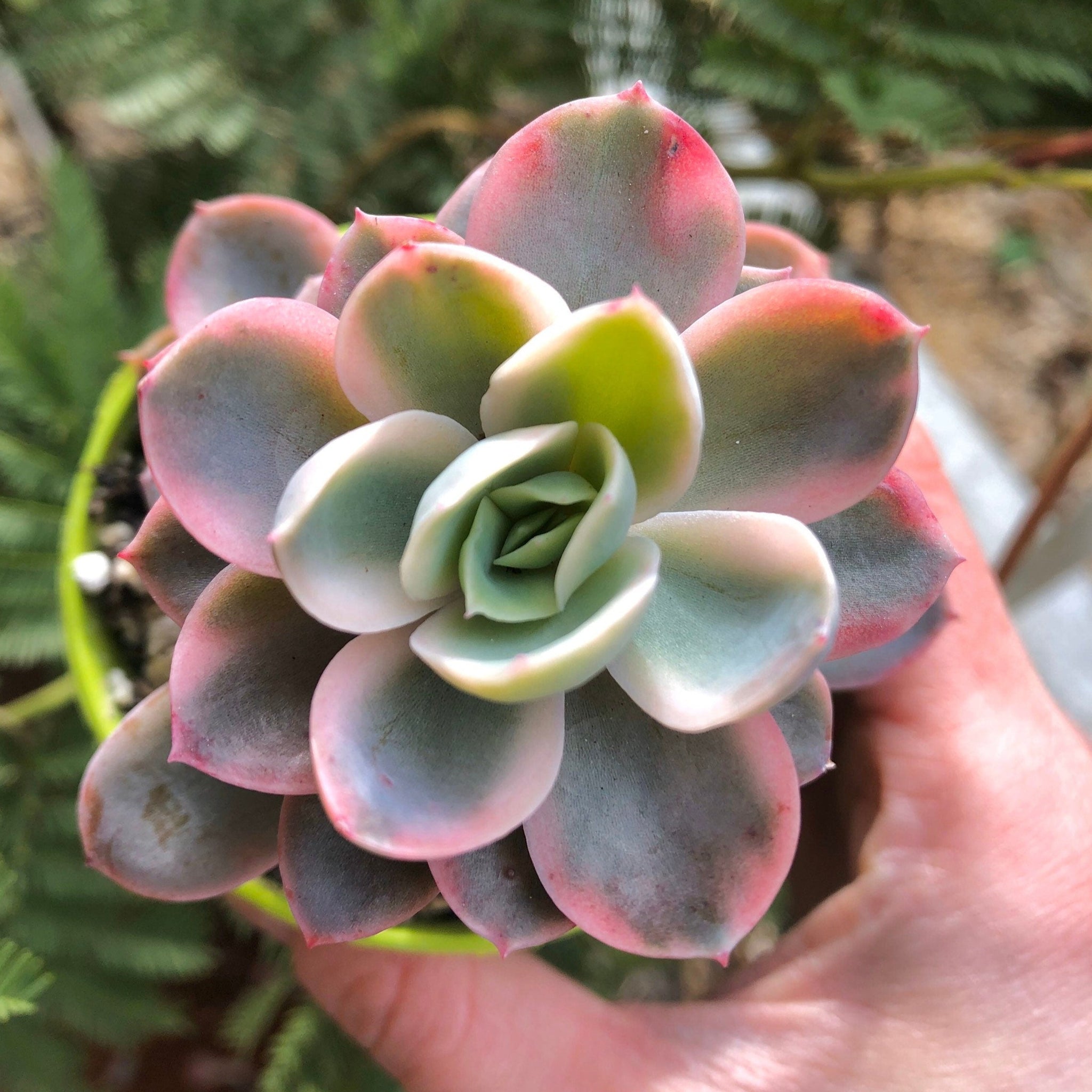 pink striped succulent Echeveria Pink Vera Variegata
